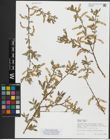 Foto von Salix alba subsp. alba L.